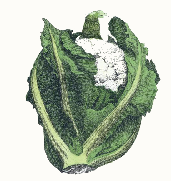 Cauliflower Drawing - ReusableArt.com