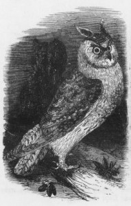 Vintage Owl Drawing - Reusableart.com