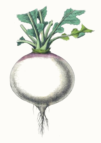 Turnip Drawing - ReusableArt.com