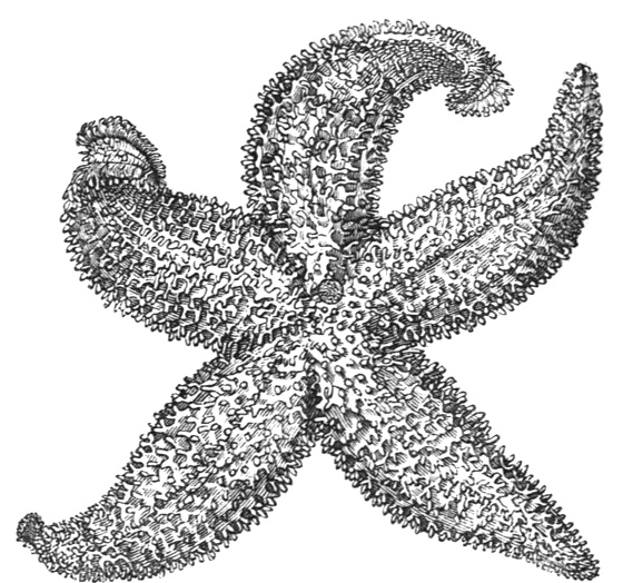 Starfish Drawing ReusableArtcom