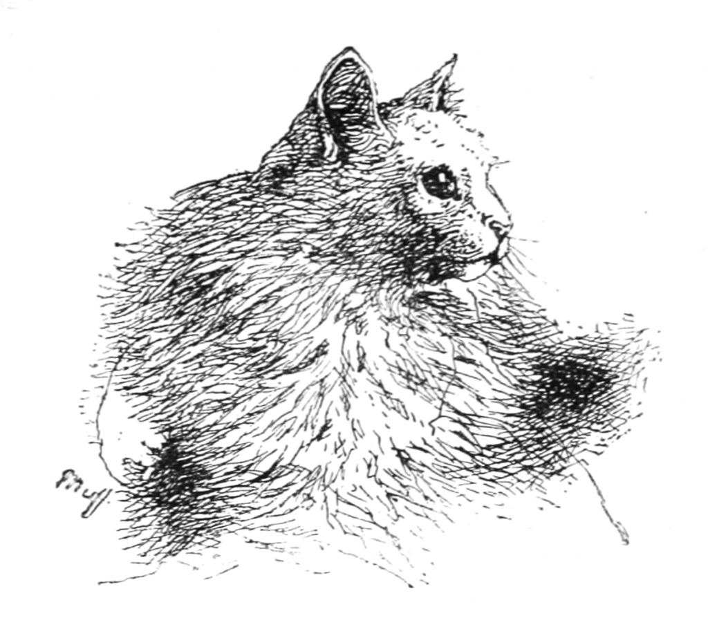 Fluffy Cat Drawing by Harrison Weir