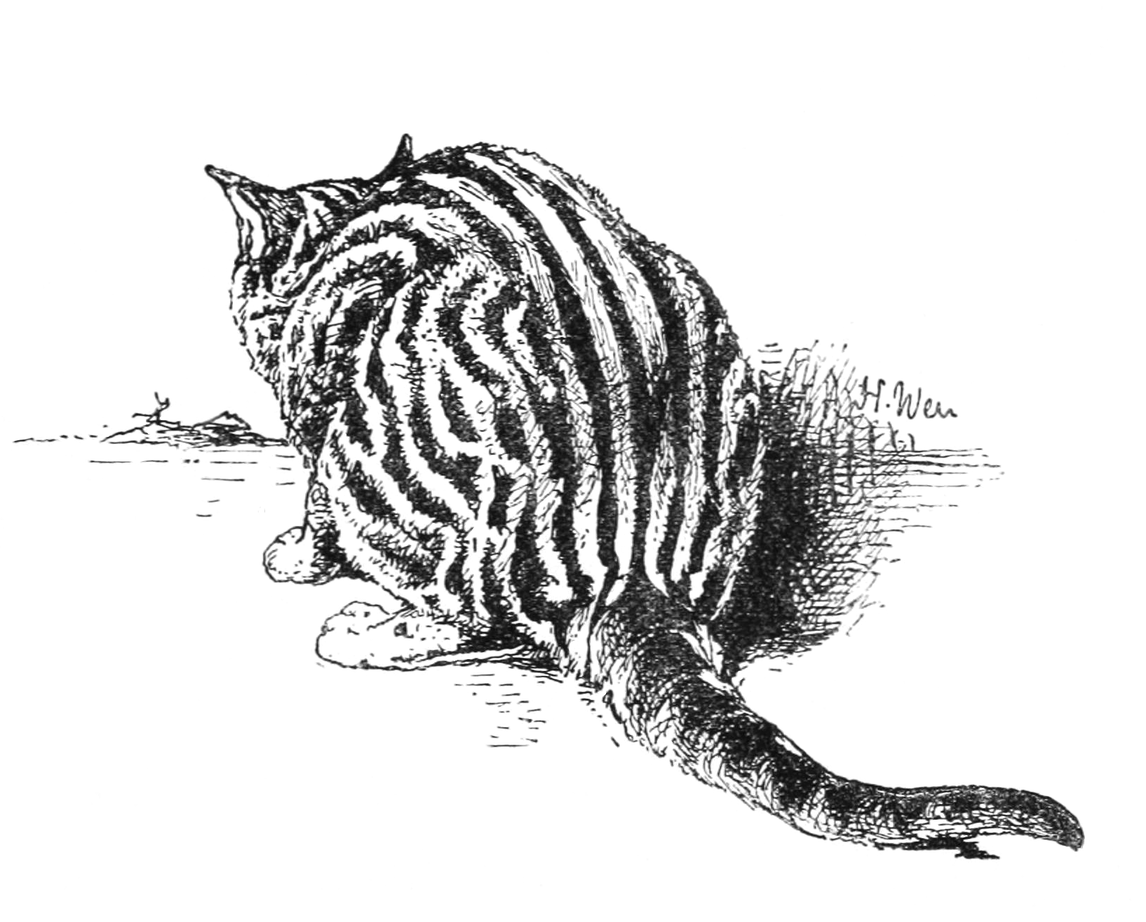 Silver Tabby Cat Drawing from 1892 by Harrison Weir