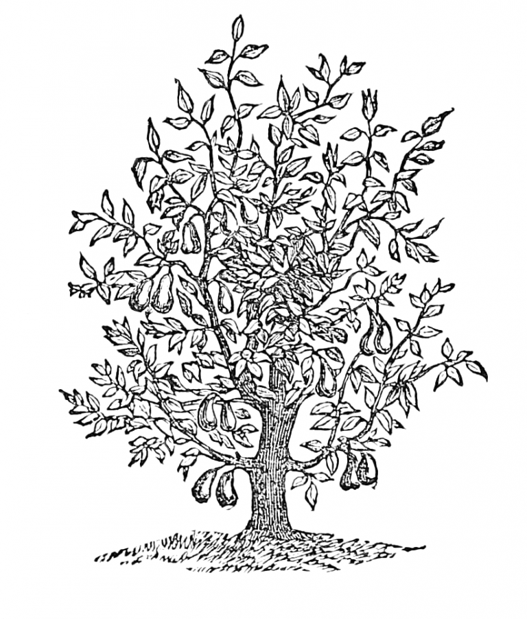 Vintage Fig Tree Drawing Public Domain & Free to Download