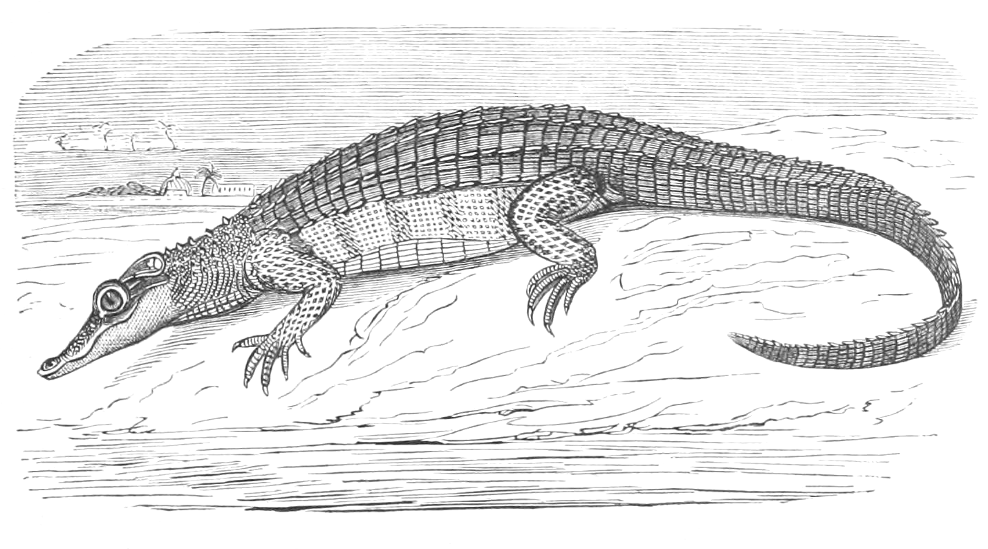 Vintage Caiman Illustration A Big Lizard Drawing from 1856