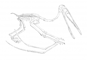 skeleton pterodactyl