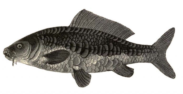 Mirror Carp Drawing from 1841 - Stunning Black and White Fish Illustration