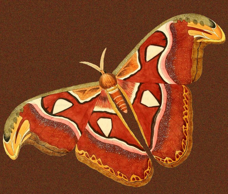 Atlas Moth Illustration in Full Color from