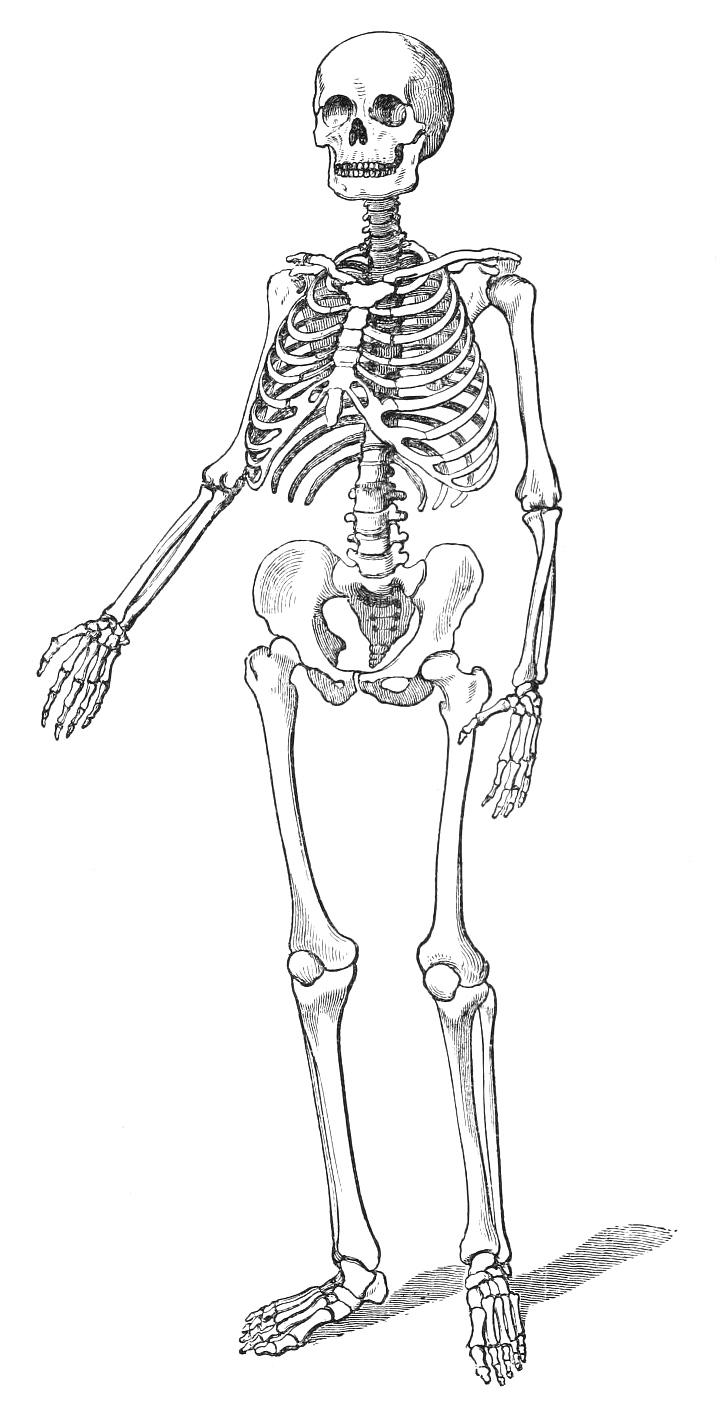 Download Skeleton Drawing Easy Gif Shiyuyem