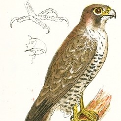 Peregrine Falcon Drawing - ReusableArt.com