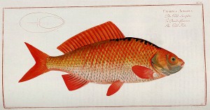 Cyprinus acratus Fish Drawing - ReusableArt.com