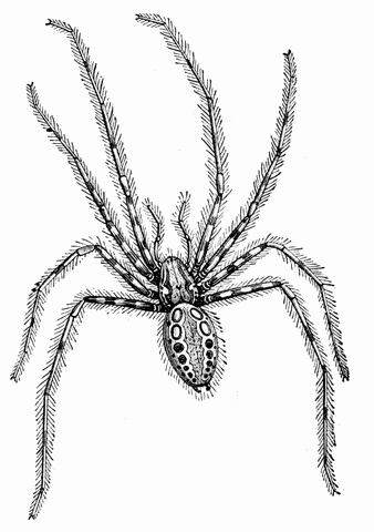 House Spider Drawing - ReusableArt.com