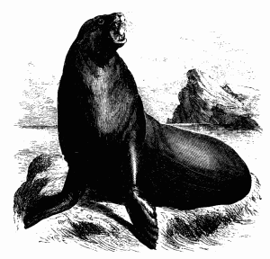 Sea Lion Drawing - ReusableArt.com