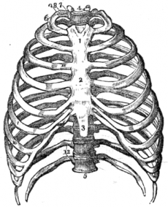 Vintage Anatomy Drawing - Thorax - ReusableArt.com