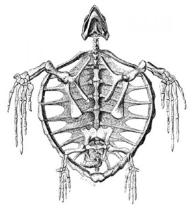 Turtle Skeleton - ReusableArt.com