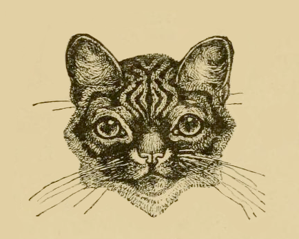 Cat Face Drawing by Harrison Weir