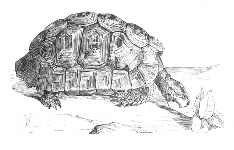 Vintage Greek Tortoise Drawing - A Common Tortoise from Reusable Art