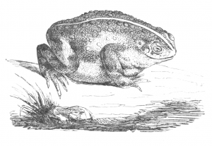 Vintage European Green Toad Drawing from 1856