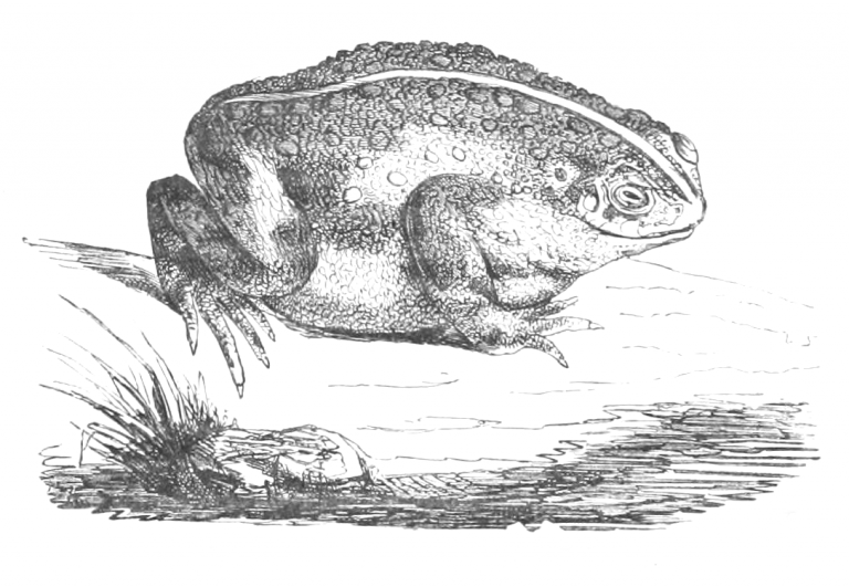 Vintage European Green Toad Drawing from 1856