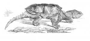 Vintage Snapping Turtle Drawing by Jean-Charles Chenu