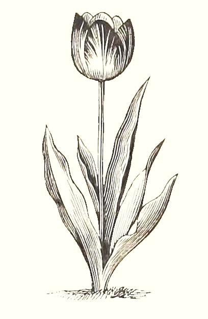 Tulip Drawing - An Black and White Engraving from 1893
