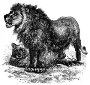 Male lion and mate. - ReusableArt.com