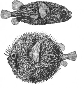 Vintage Porcupine Fish Drawing