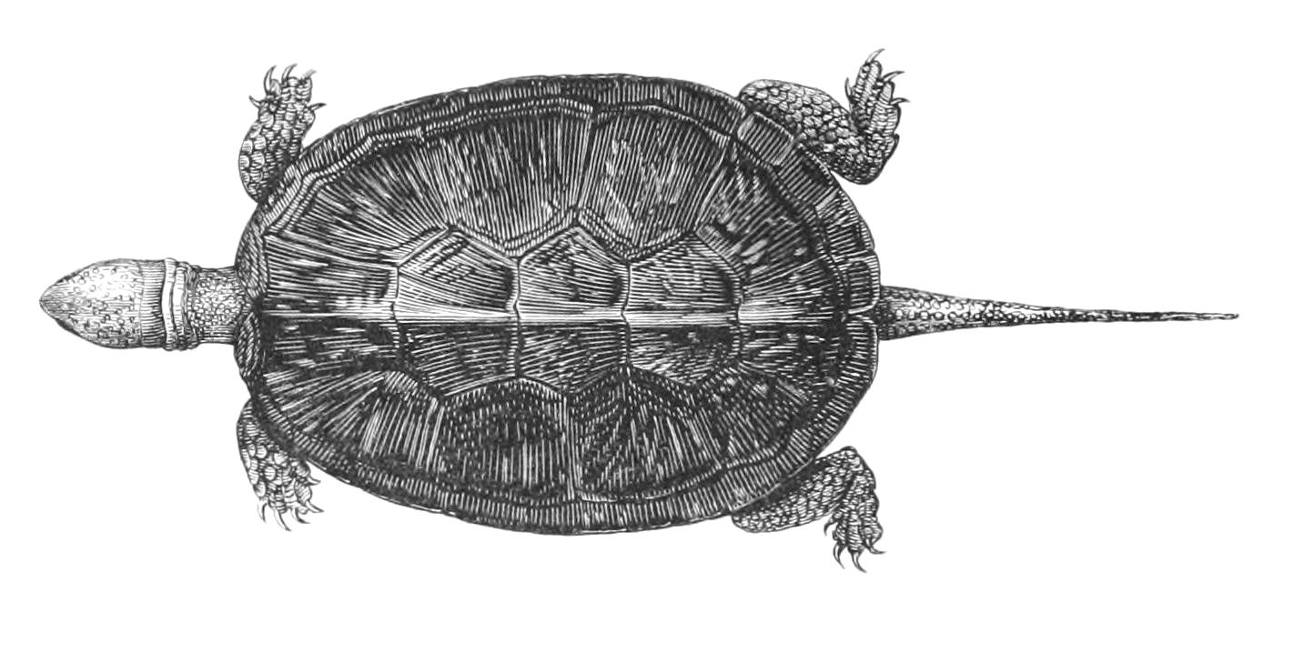 Vintage European Pond Turtle Drawing from 1856 by Chenu