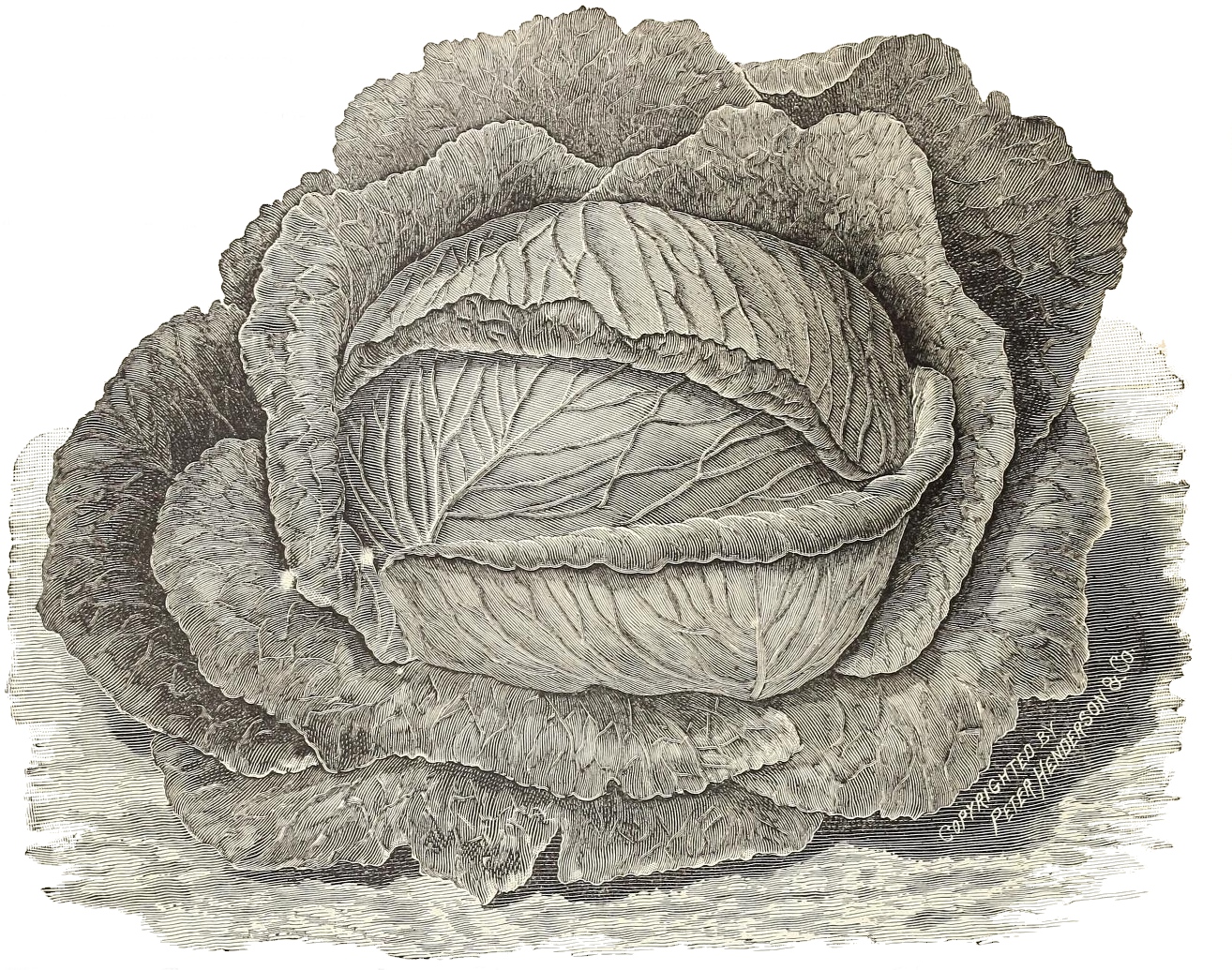 Chinese Cabbage Drawing by Cicy illust | Saatchi Art