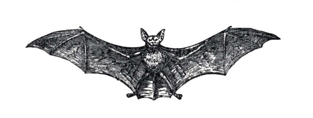How to Draw a Bat - Really Easy Drawing Tutorial